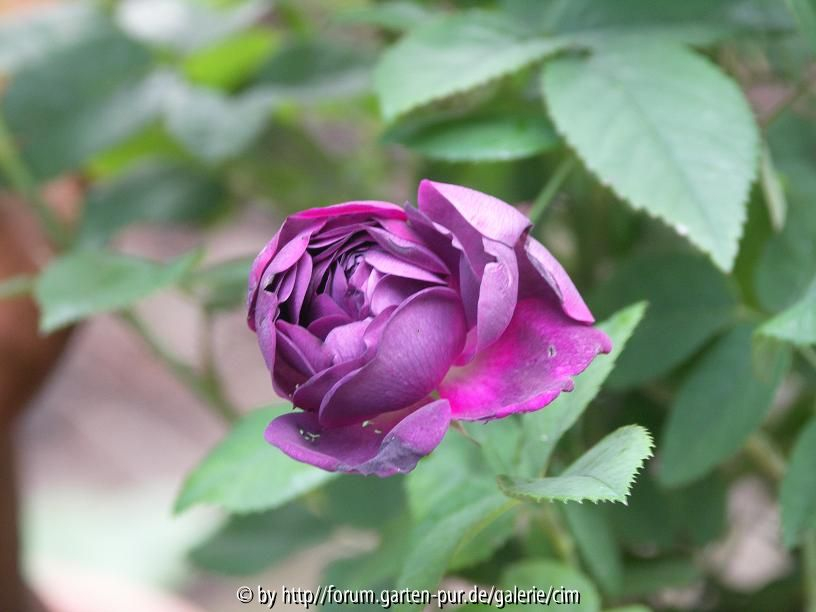 Reine des Violettes alt1