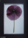 Pressmohn1-0707-klein.jpg