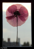 Pressmohn2-0707-klein.jpg
