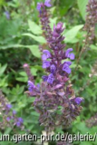 salvia