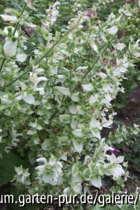 salvia