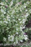 salvia