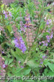 salvia