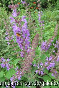 salvia