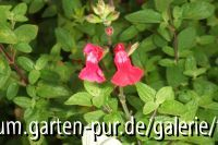 salvia