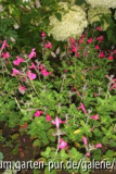 salvia