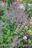 salvia
