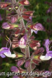 salvia