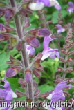 salvia