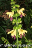 salvia