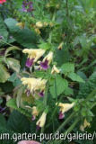 salvia