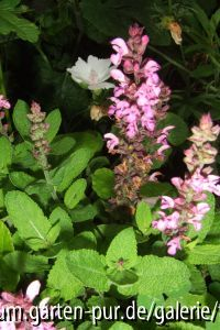 salvia
