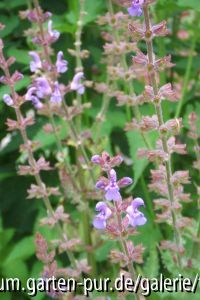 salvia