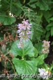 salvia