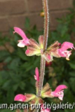 salvia