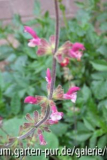 salvia