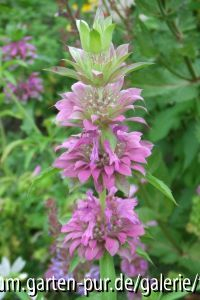 monarda