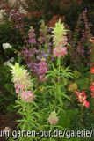 monarda