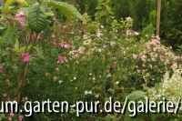 der garten
