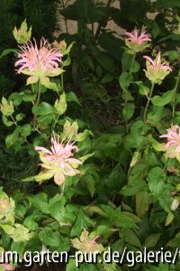 monarda