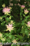monarda