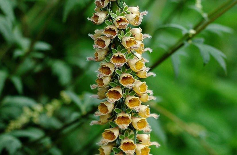 Digitalis