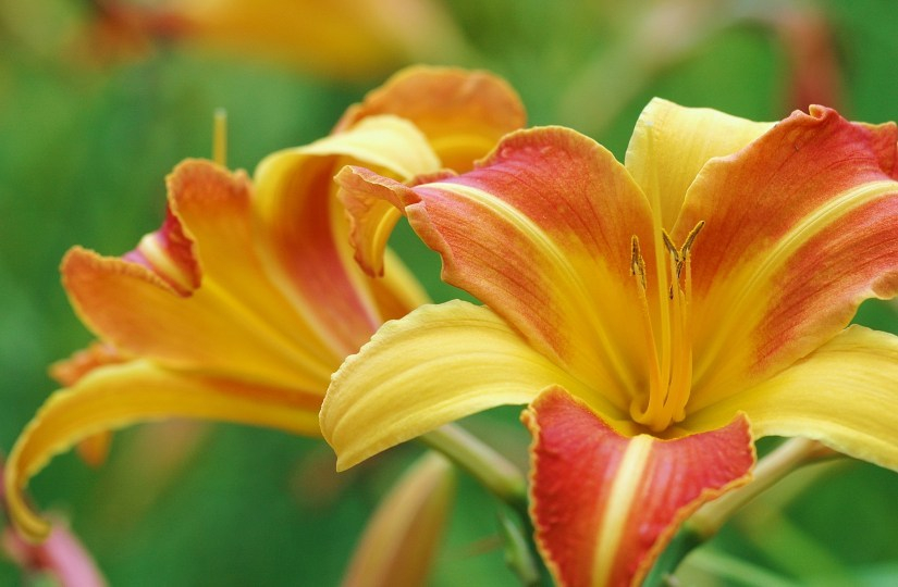 Hemerocallis