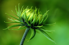 Helianthus