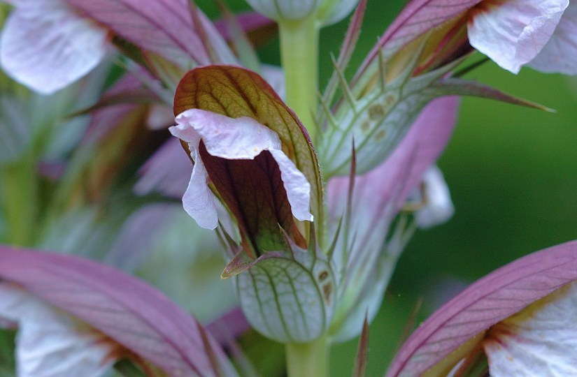 Acanthus
