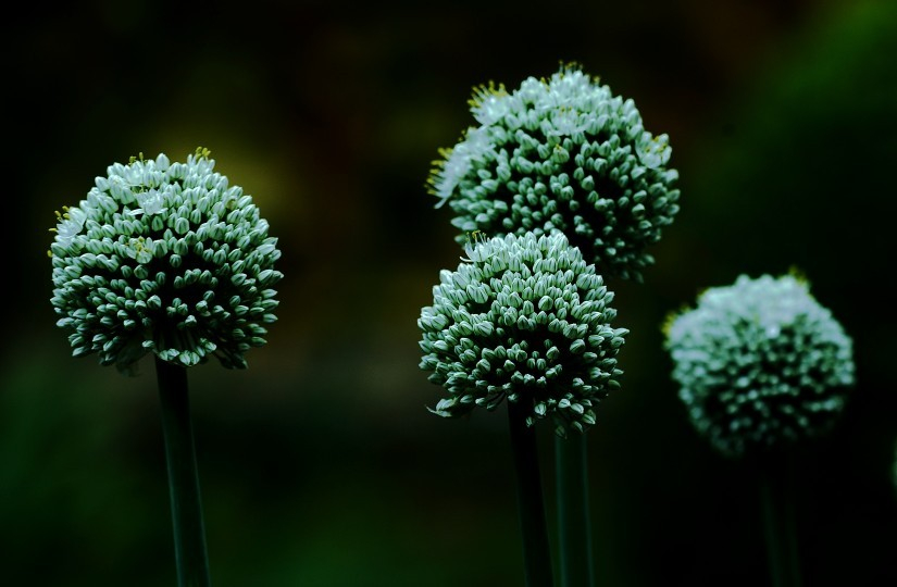 Allium