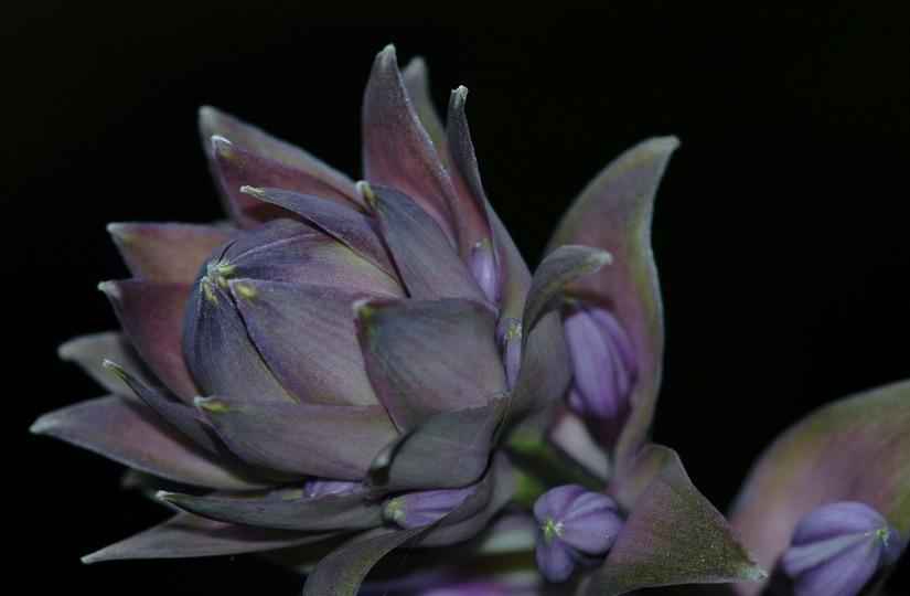 Hosta