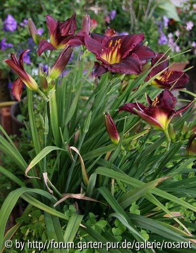 Dunkelrot - lila Hemerocallis