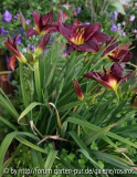 Dunkelrot - lila Hemerocallis