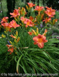 Kleinblütige blaßorange Hemerocallis