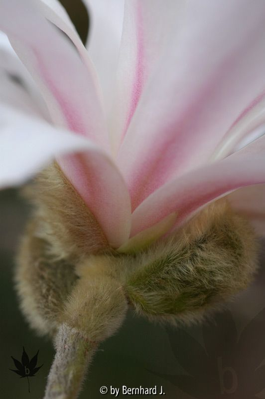 Magnolia stellata