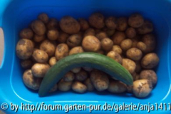 kartoffelernte.jpg