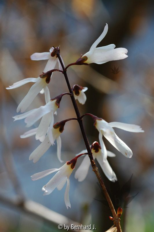 Abeliophyllum distichum