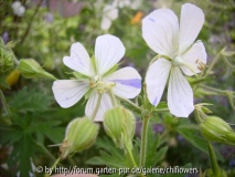 Geranium pratense Striatum
