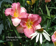 China Bride