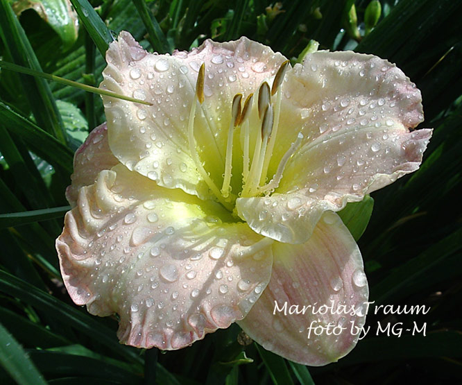 Mariolas Traum