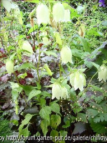 Campanula unbek.