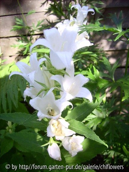Campanula latifolia Alba
