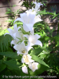 Campanula latifolia Alba