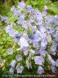 Campanula cochlear. Bavaria Blue