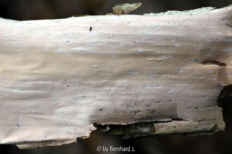 Kolkwitzia amabilis