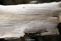 Kolkwitzia amabilis
