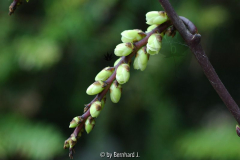 Stachyrus praecox