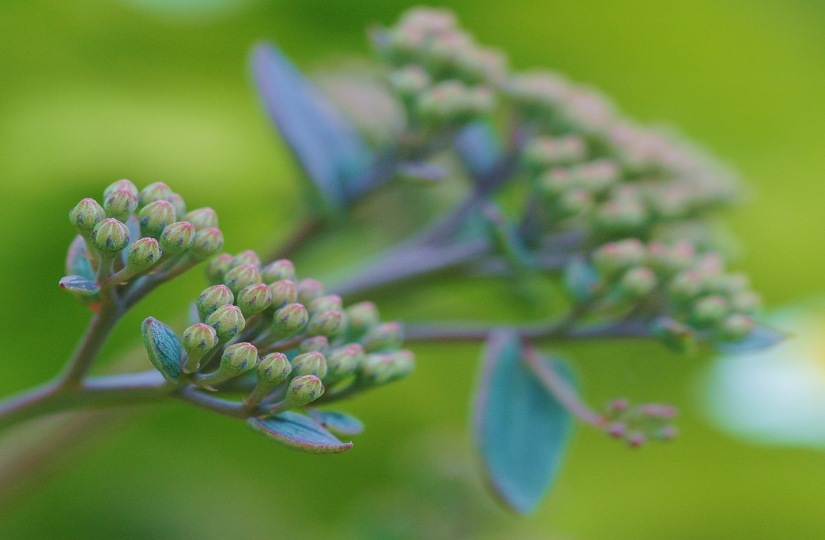 Sedum