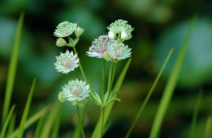 Astrantia
