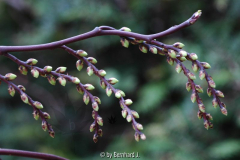 Stachyrus praecox